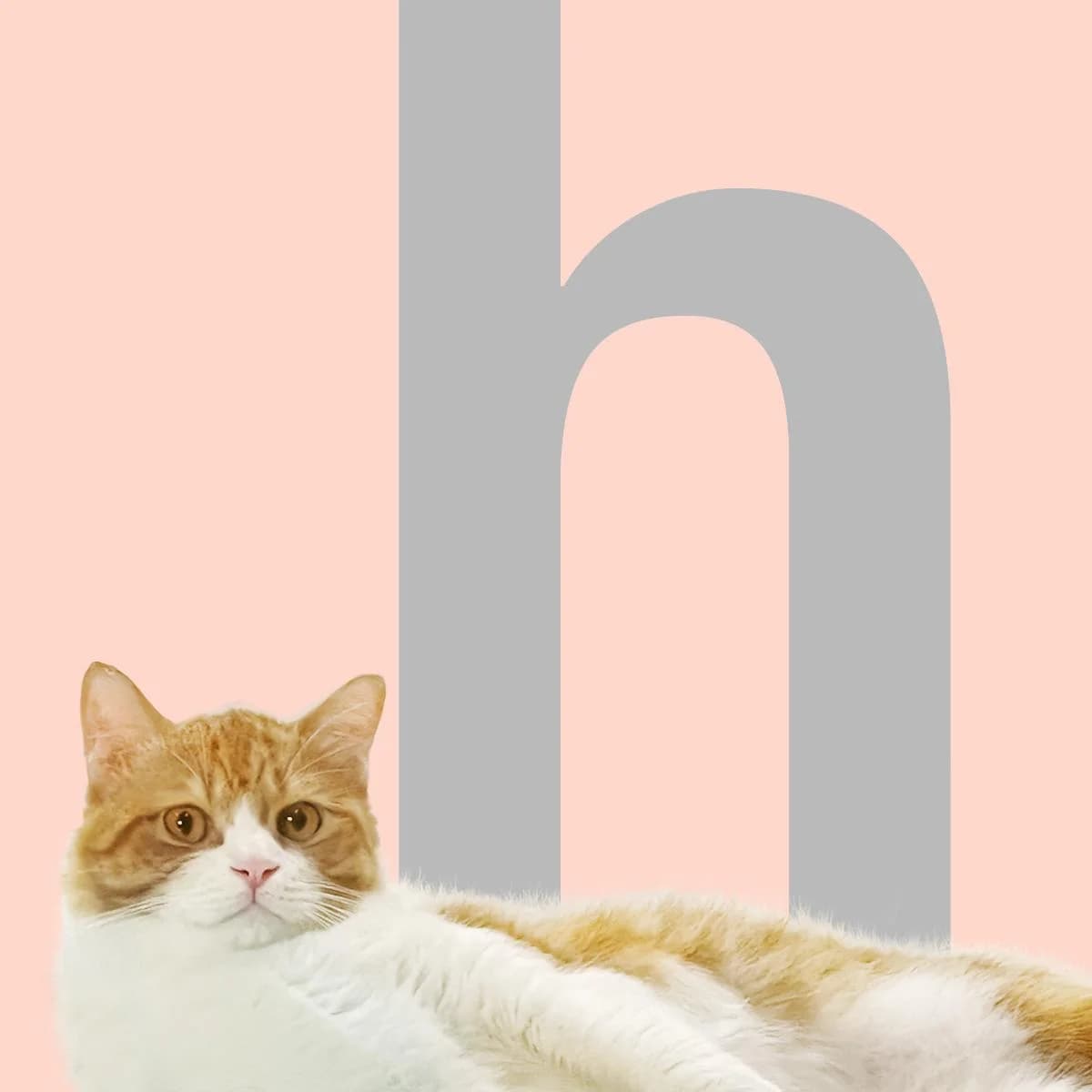 Logo Hungry Cat Company